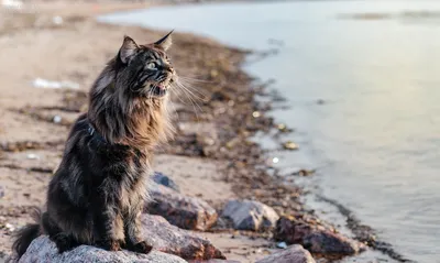 Кот , крупным планом, закат на море» — создано в Шедевруме