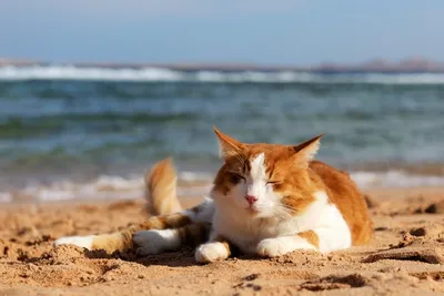 Кот купался на море ., закат на …» — создано в Шедевруме