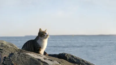 Кот плавает в журнал. Кот в море. Стоковое Фото - изображение насчитывающей  конспектов, журнал: 211142498