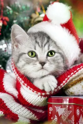 Christmas Cat 😸 🌲 Коты и новый год- это прекрасные вещи, а новогодний кот  уж точно беспроигрышный вар… | Рождественские иллюстрации, Акварельные  открытки, Рисунки