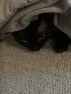 Кот под одеялом картинки