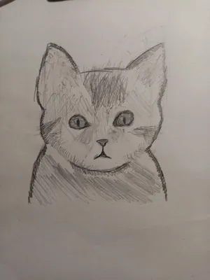 Cat ;art Белая кошка или кот ;графика ; рисунок ;арт ; люблю я кошек) |  Цветные карандашные рисунки, Рисунки, Рисунок дракона