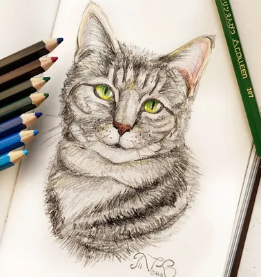 Серый кот рисунок - 55 фото