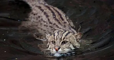 Кот рыболов. Заводить или нет? - ЯПлакалъ