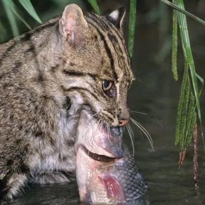 Кот-рыболов. 🎣 Слушать аудиосказку Сутеева, в которой кот ловил рыбу для  лисы, волка и медведя