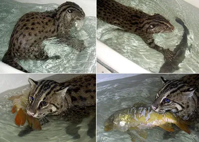 Кот-рыболов | Пикабу