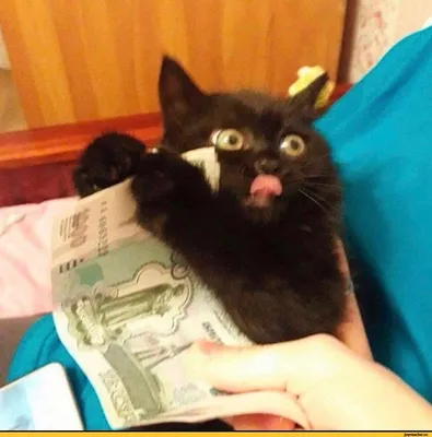 Черный кот много денег везение» — создано в Шедевруме