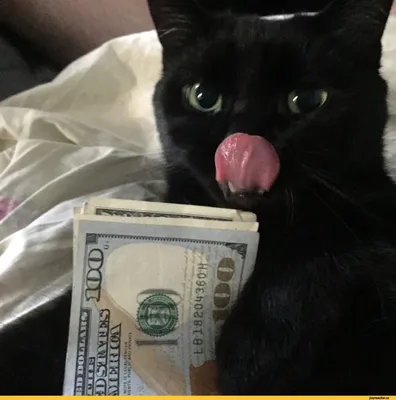 Кошки с деньгами - картинки и фото 