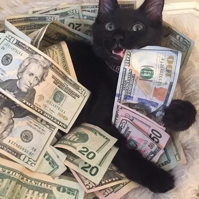 Кот с деньгами арт - 68 фото
