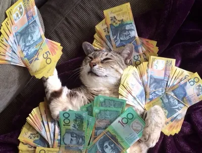 Картина по номерам "Кот в деньгах" (40х50) (id 109000152)