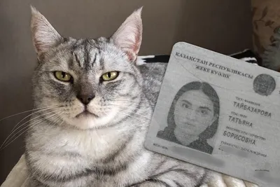 Молодая стажерка ветеринарной клиники в Новосибирске убила кота Симбу - 28  апреля 2023 - НГС