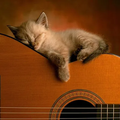 Кот с гитарой» — создано в Шедевруме