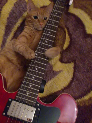 Кот с гитарой картинки - 58 фото