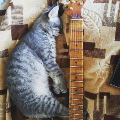 Кот-Гитарист играет на электрогитаре…» — создано в Шедевруме