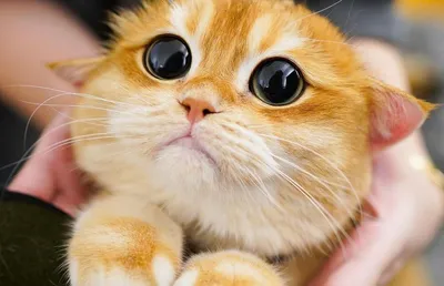 В финале мультфильма «Кот в сапогах 2: Последнее желание» намекнули на  сюжет «Шрека 5»
