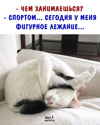 Котэ спортсмен ) | Пикабу