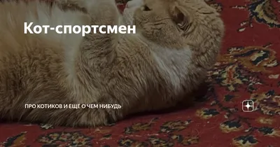 Коты - спортсмены