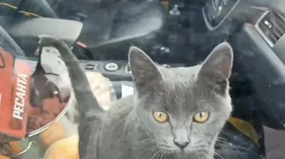 Запертого в машине четвертый день кота пытаются спасти в центре Москвы