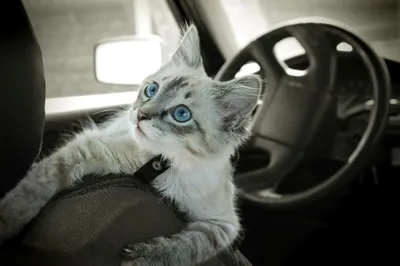 Кота укачивает в машине: симптомы и как это преодолеть
