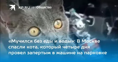 Мучился без еды и воды»: В Москве спасли кота, который четыре дня провел  запертым в машине на парковке - 