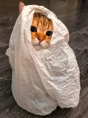 Die Katze im sack kaufen (купить кота в мешке)