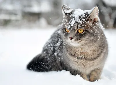 Кот в снегу | Пикабу