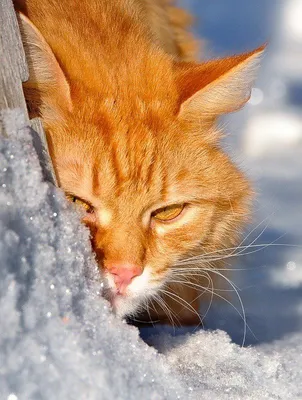 кот валяется в снегу | Лолкот.Ру