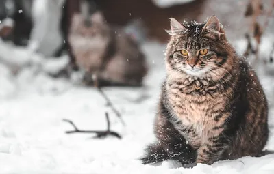 Британский Кот в снегу -  - YouTube
