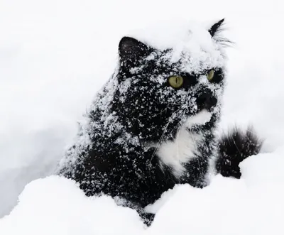 Кот в снегу играет со снежинками» — создано в Шедевруме