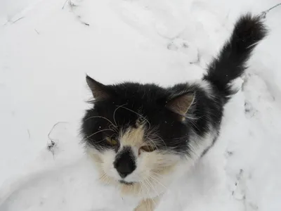 Кот в снегу — Фото №84076