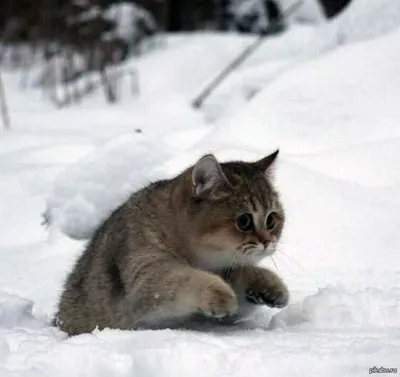 Дари! Кружка Кот на снегу