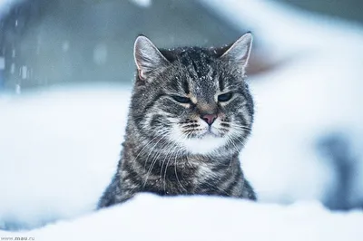 Кот на снегу в стиле Животные на 