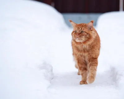 Кот впервые в жизни вышел прогуляться на снегу и растерялся – смешное видео