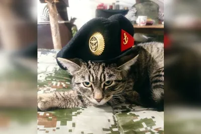 Прячет мышей в берцах военных: как живет боевой кот, отказавшийся уезжать с  передовой - 