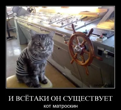 Большой сибирский кот, который ничего не слышал про военные преступления.  Распространите | абстрактные мемы для элиты всех сортов | АМДЭВС | ВКонтакте