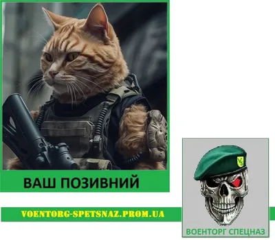 Боевой кот Шайбусик: волонтер и герой-любовник (фото) - Газета МИГ