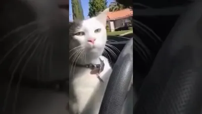 Кот за рулем - беда пешеходам! 😊🐈🚙 #коты - ААГ - 