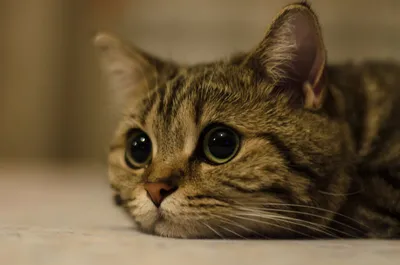 Взгляд кота из "Шрека", что он значит? | Полосатый хвост | Дзен