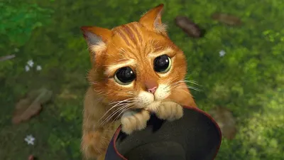 Котик с грустными глазами - 79 фото