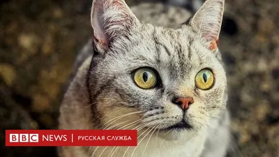 Кот показывает фак / смешные картинки и другие приколы: комиксы, гиф  анимация, видео, лучший интеллектуальный юмор.