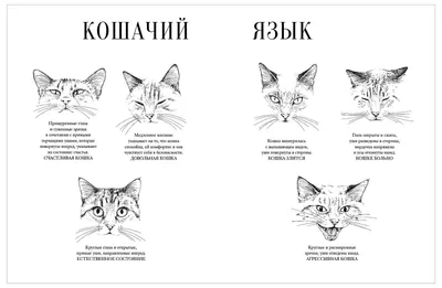 Как коты меняют нашу жизнь? Интересные факты о питомцах