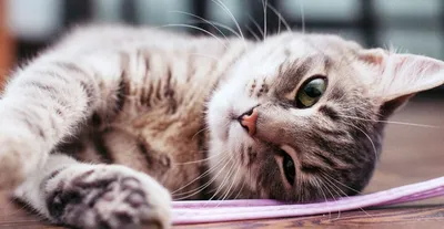 Чому коти йдуть з дому перед смертю - відповідь вчених | РБК Украина