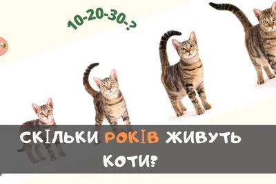 Мои 2 коти) | Пикабу