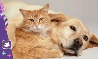 Красивые картинки собак и кошек - 65 фото