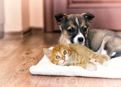 🐶😺Как приучить кошку и собаку жить дружно | Нос, хвост, лапы | Дзен