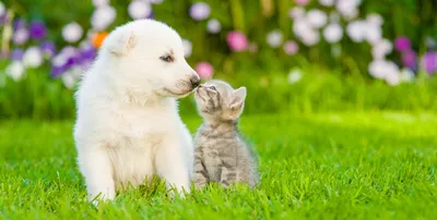 Несколько котиков и собачек, которые как таблетка от тоски и печали | Very  cute dogs, Cute dog wallpaper, Cute baby dogs