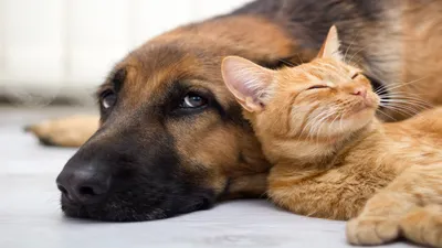 Кот и собака и кролик и хомяк вместе Стоковое Фото - изображение  насчитывающей собач, кошачий: 158954734