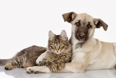 Задняя поддержка для маленьких собак и крупных кошек