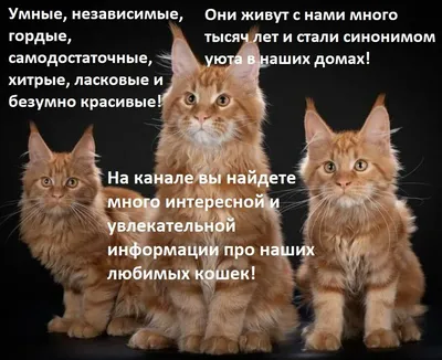 Кот милый вы любите котов которые …» — создано в Шедевруме