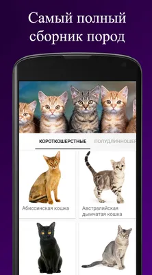 Породы кошек – скачать приложение для Android – Каталог RuStore